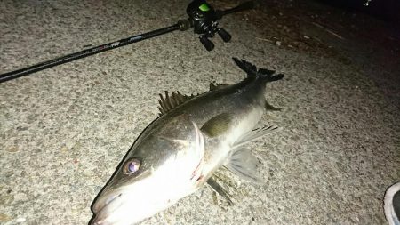 ベイトタックルでマイワシーバス