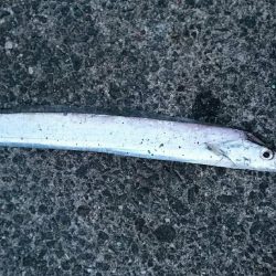 外向きは反応なし