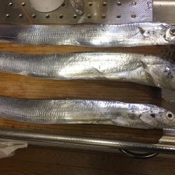 ショアと電気ウキとサビキ