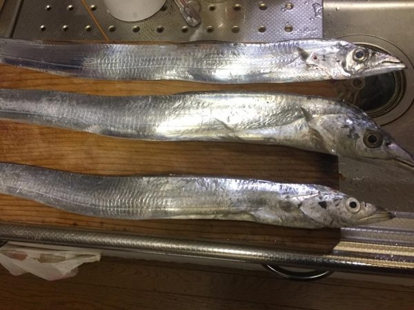 ショアと電気ウキとサビキ