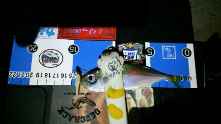 豆しか釣れん･･･