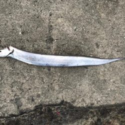 今日も超〜渋い！