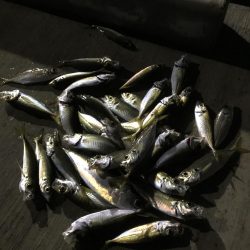 楽しいアジング！