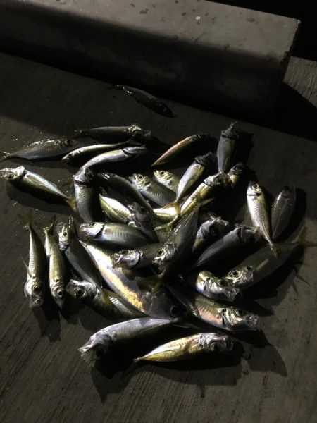 楽しいアジング！