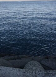 寝起きのサゴシ