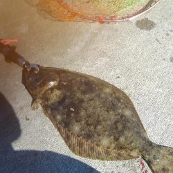 福島、泳がせ釣行