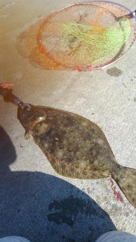 福島、泳がせ釣行