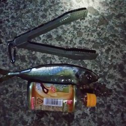 タチウオのつもりが