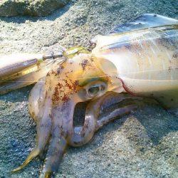 サイトで280g 19cm ！