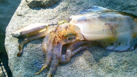 サイトで280g 19cm ！