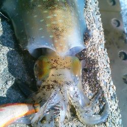 発見新しい相棒～♪