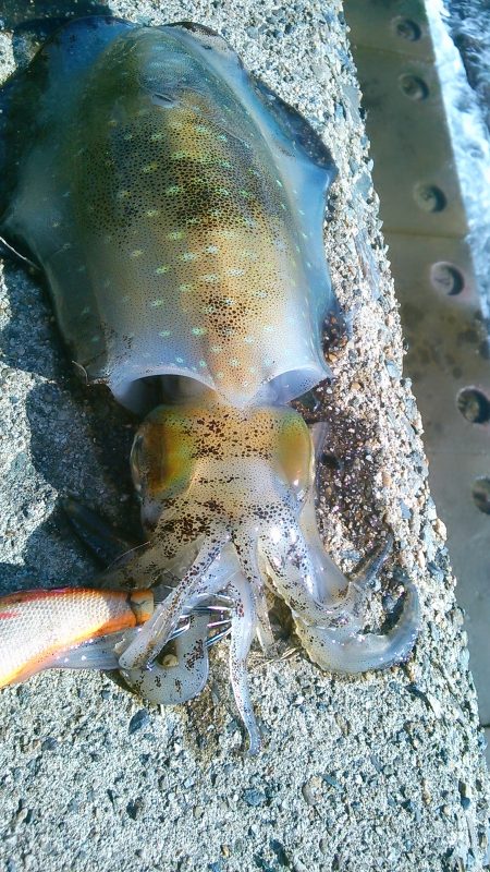 発見新しい相棒～♪