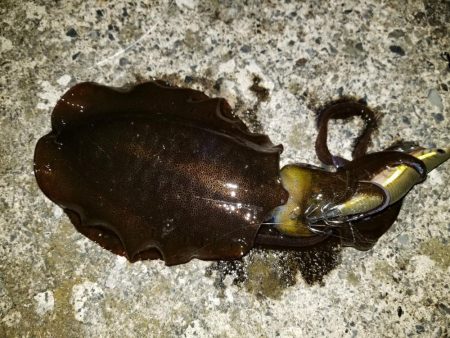 秋アオリ調査も終盤❗