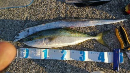 久しぶりのハマチ！とタチウオ