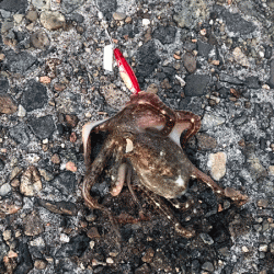 姫路イイダコ(2017-2)