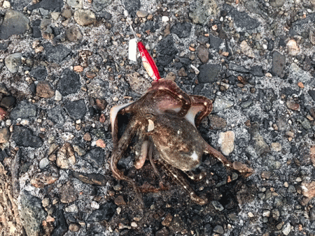 姫路イイダコ(2017-2)