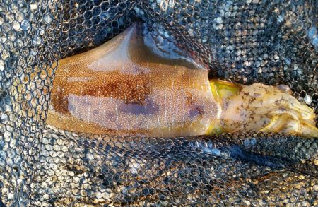 型狙いのエギング釣行