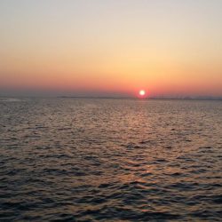 武庫川一文字で１匹