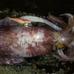 今シーズン初2キロアップ