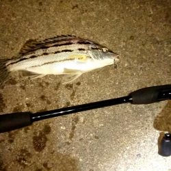 シマイサキって……