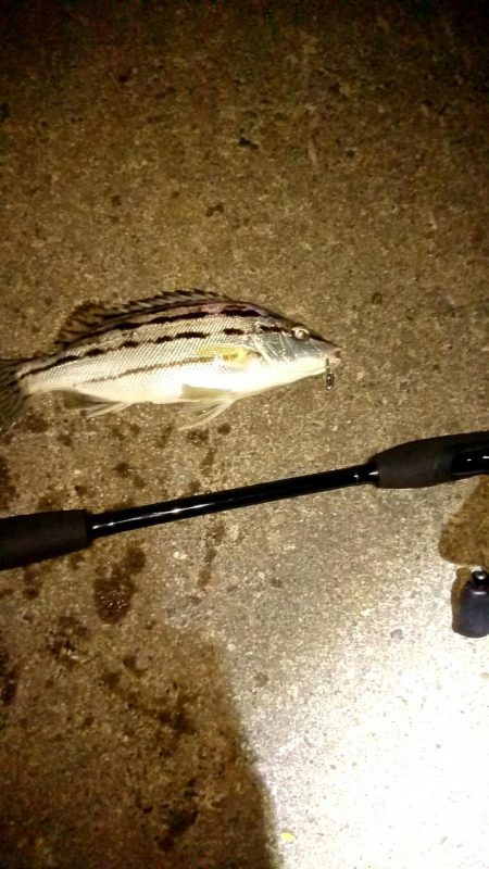 シマイサキって……