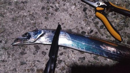 江井ヶ島漁港でタチウオ３匹