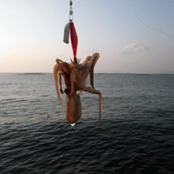 姫路イイダコ(2017-3)