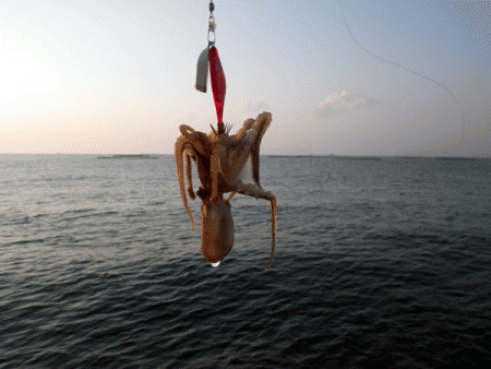 姫路イイダコ(2017-3)