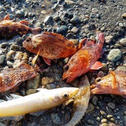 リベンジマッチ