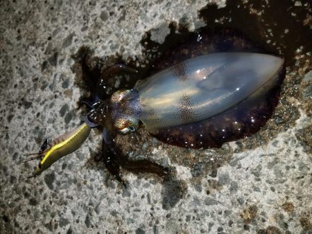 今年のアオリイカ竿納め