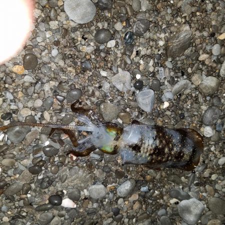 小さいけど(^-^;