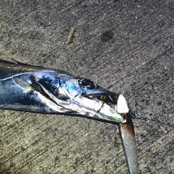 姫路タチウオ(2017-5)