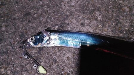 タチウオの地合い短いですね