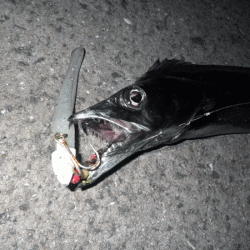 姫路タチウオ(2017-6)