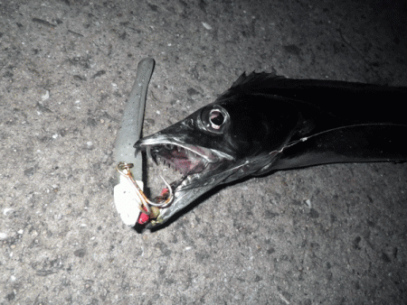 姫路タチウオ(2017-6)