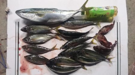 強風の中カゴ釣りで！！