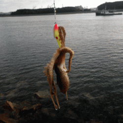 姫路イイダコ(2017-4)