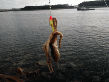 姫路イイダコ(2017-4)