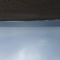 ましな型のアオリイカ