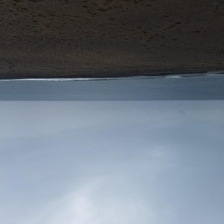 ましな型のアオリイカ