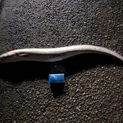 外道でビックモンスター