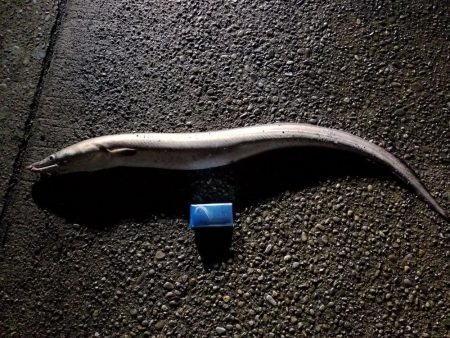 外道でビックモンスター