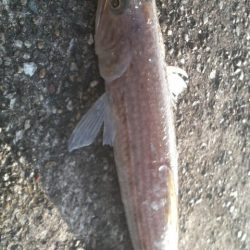 エソのサイズのアオリが欲しい・・・