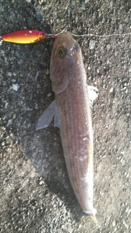 エソのサイズのアオリが欲しい・・・