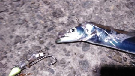 タチウオ小さい