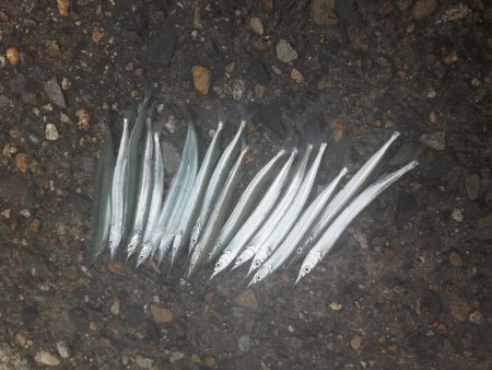 サヨリ大当たり！