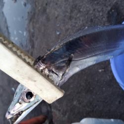 アタリはあるけど小さい