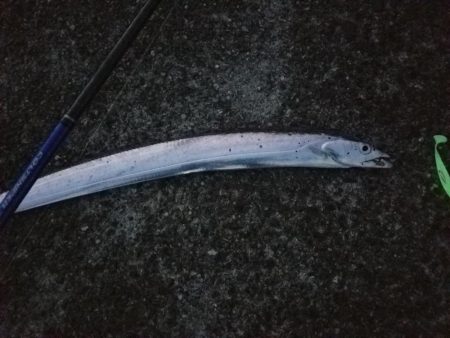 太刀魚も終盤戦かな…