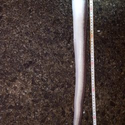 こんなん初めて！でも…