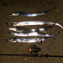 太刀魚道場入門